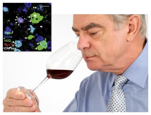 Olfactory Neurons