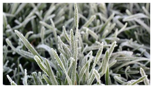 Click to enlarge Frosty Perth