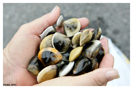Dead Shellfish