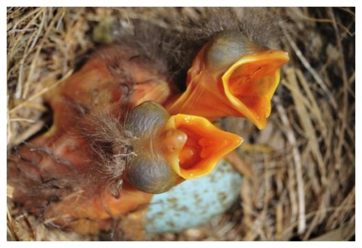 Click to enlarge Baby Birds