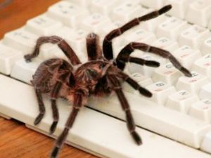 Click to enlarge Spider