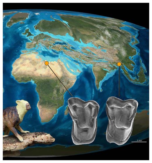 Primate Migration