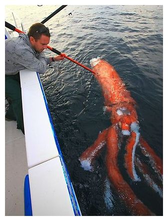 Giant Squid