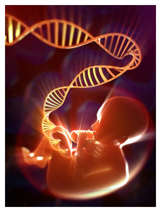 Fetus