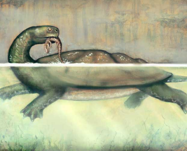 Turtle fossil