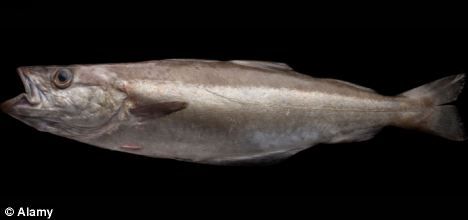 Click to enlarge Fascinating find: Scientists examined fish swimming in water contaminated with small doses of anti-depressants or anti-seizure drugs