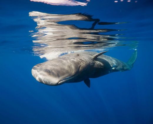 sleeping  sperm whale 