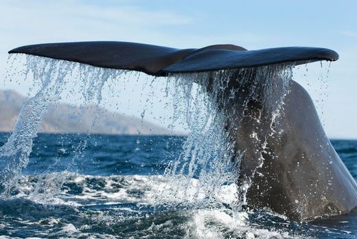 Whale tail