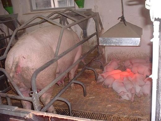 pog and piglets