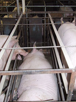 Click to enlarge Sows in a gestation crate