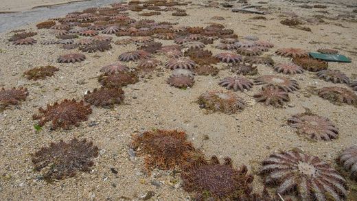 starfish