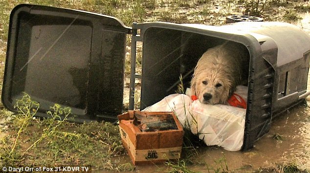 Touching Dog shelter