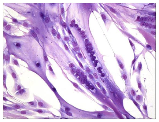 Click to enlarge Human muscle_2