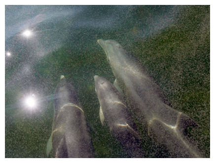 Texas Dolphins