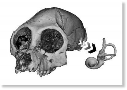 Click to enlarge Aegyptopithicus Semicircular Canals
