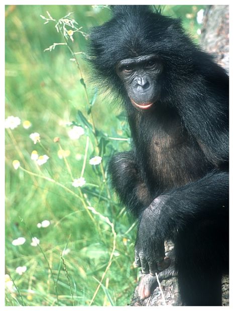 Click to enlarge Bonobo