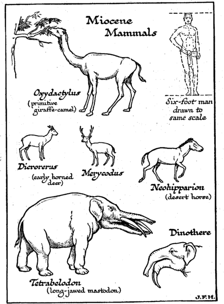 Click to enlarge Miocene Mammals