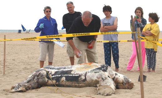 dead turtle