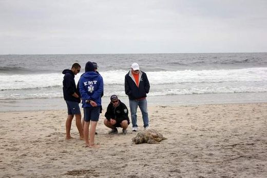 dead sea turtle