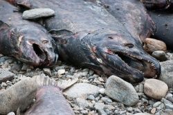 Click to enlarge Dead salmon in British Columbia (these ones died from natural causes).