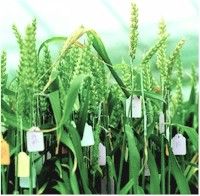 gm wheat