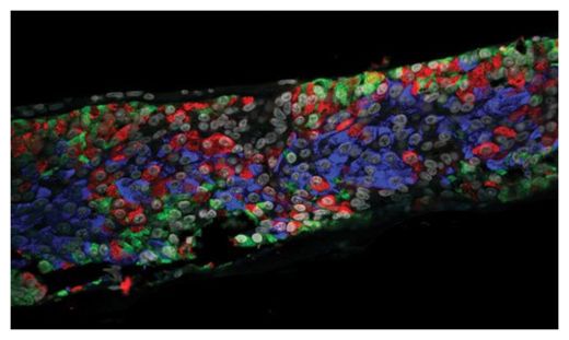 Click to enlarge Cells