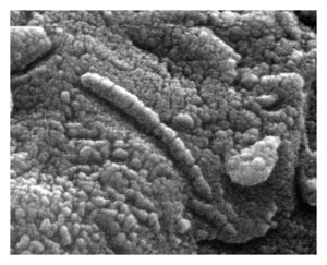 Microbes in Meteorites