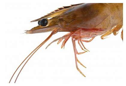 Shrimp