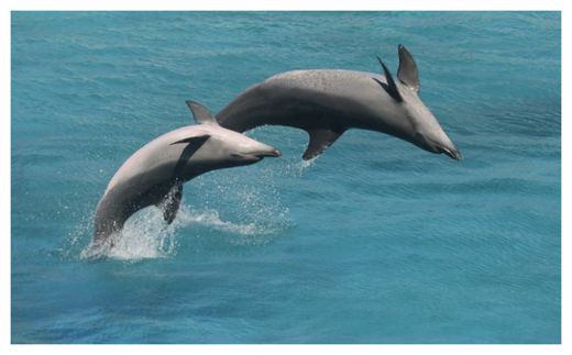 Click to enlarge Bottlenose Dolphins