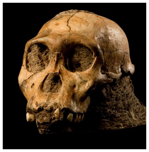 Click to enlarge Fossil Skull