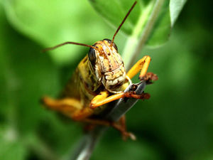 superbug