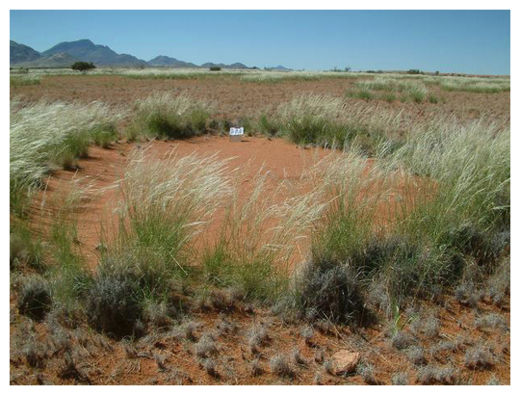Click to enlarge Fairy Circles_1