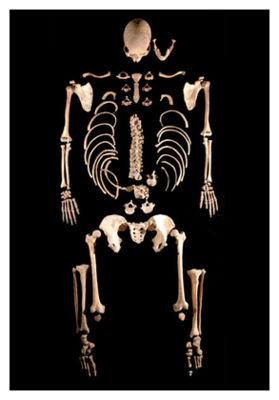 Click to enlarge Ancient Skeleton