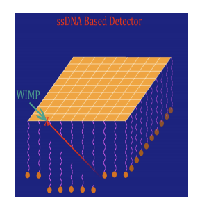DNA Dark Matter Detector