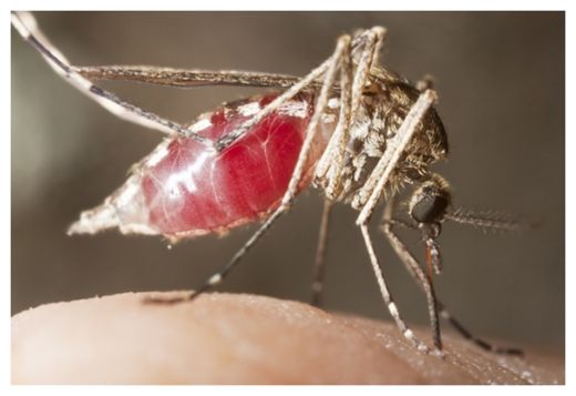 Mosquito