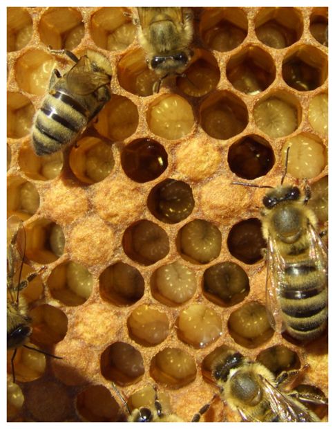 Click to enlarge Bee Hive