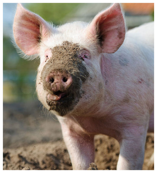 Click to enlarge Pig