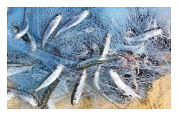 Click to enlarge Contaminated Fishes