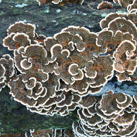 Click to enlarge fungi coal formation
