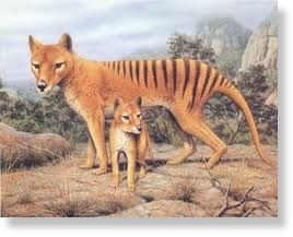 Tasmanian Tiger illustration
