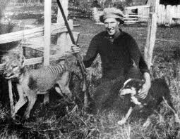 tasmanian tiger
