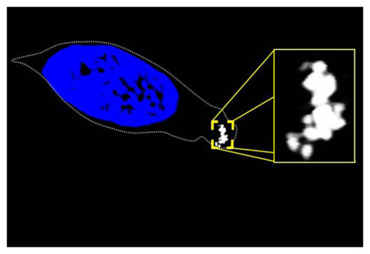 Magnetite in Fish