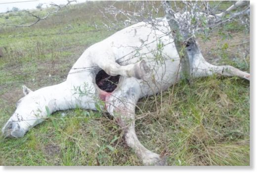 Click to enlarge Mutilated horse