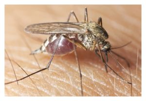 GM Mosquito
