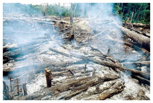Slash and Burn
