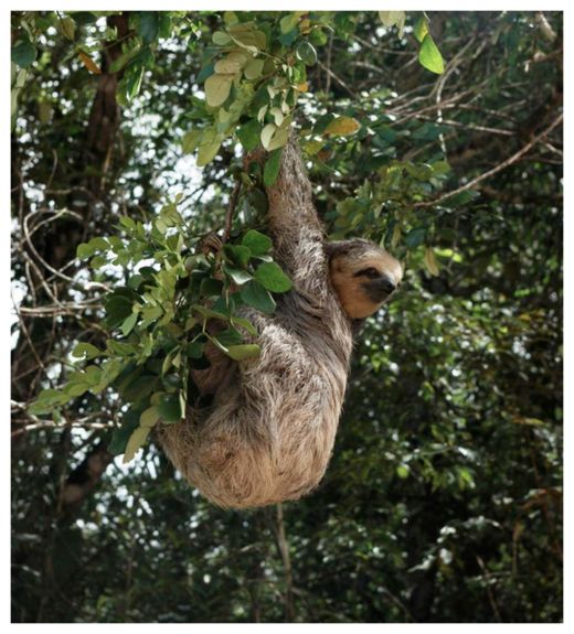 Sloth