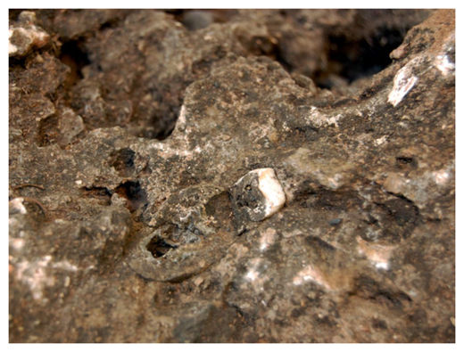 Fossil Tooth