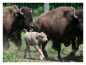 White Baby Bison