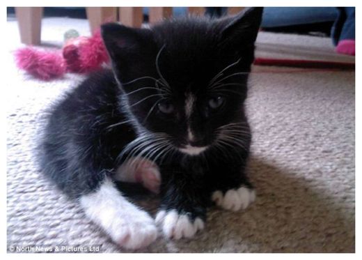 Charley The Cat
