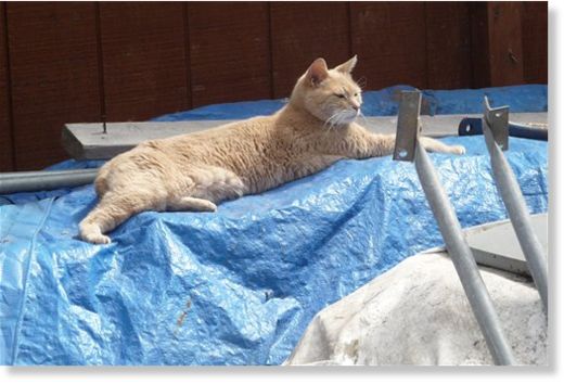Stubbs mayor of Talkeetna AK
